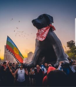 Matapaco-3.jpg