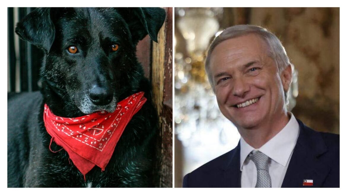 أنطونيو-كاست-الكلب-ماطاباكوس.jpg 22 مارس، 2026